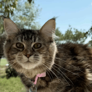 Kedra-Female