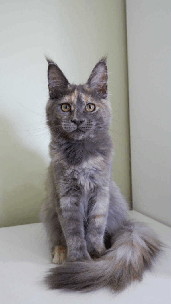 Dakota-Female - Image 8