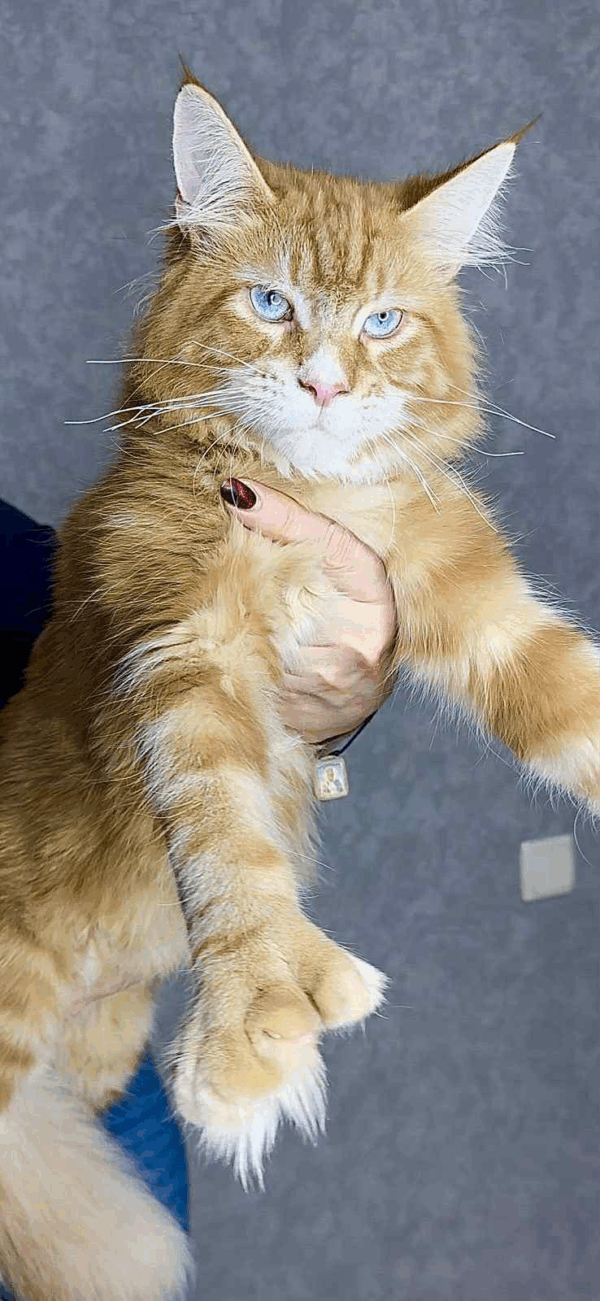 Matvey-Male - Image 9