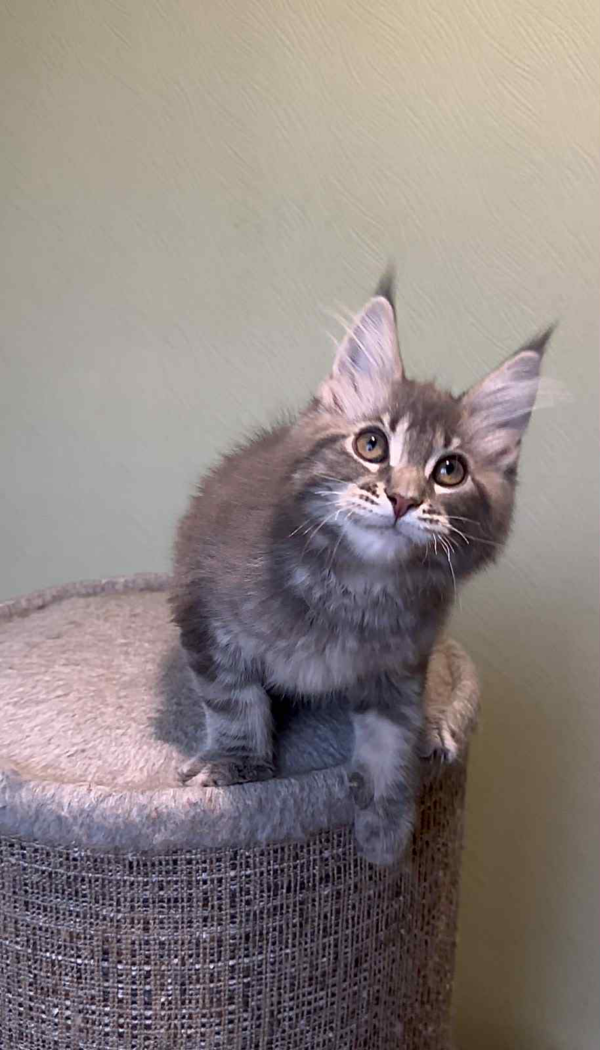 Niko-Male - Image 8