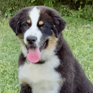 Adler-Male