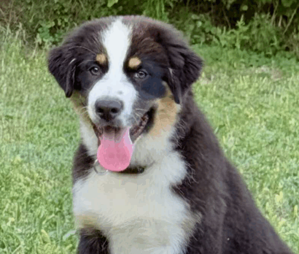 Adler-Male