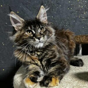 Flaya-Female