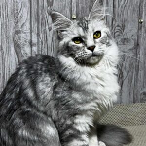 Taya-Female