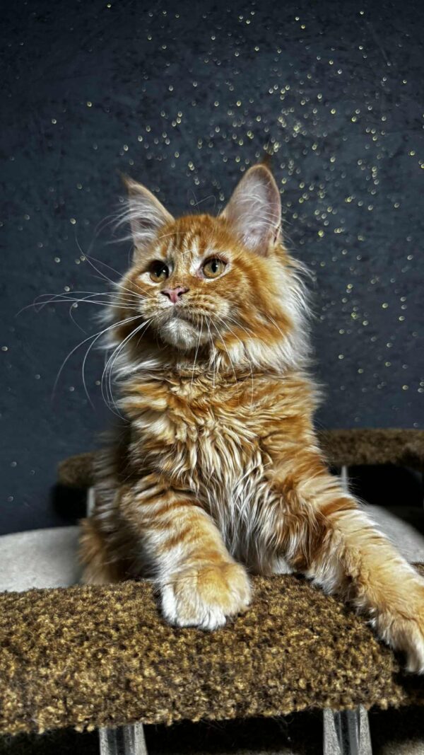 Felix-Male - Image 4