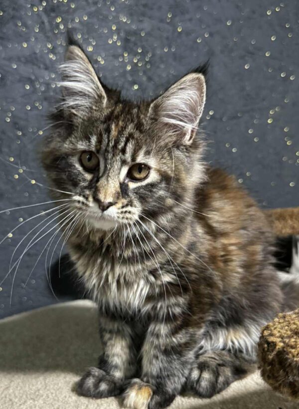 Freya-Female