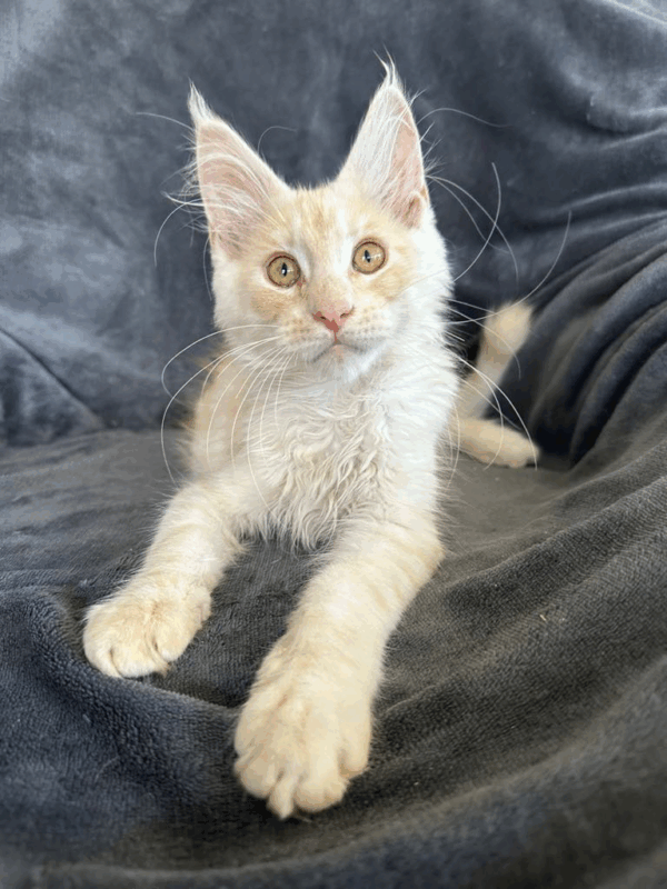 Casper-Male - Image 2