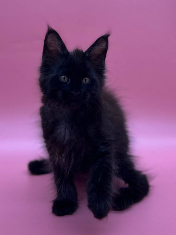 Coco-Female - Image 9