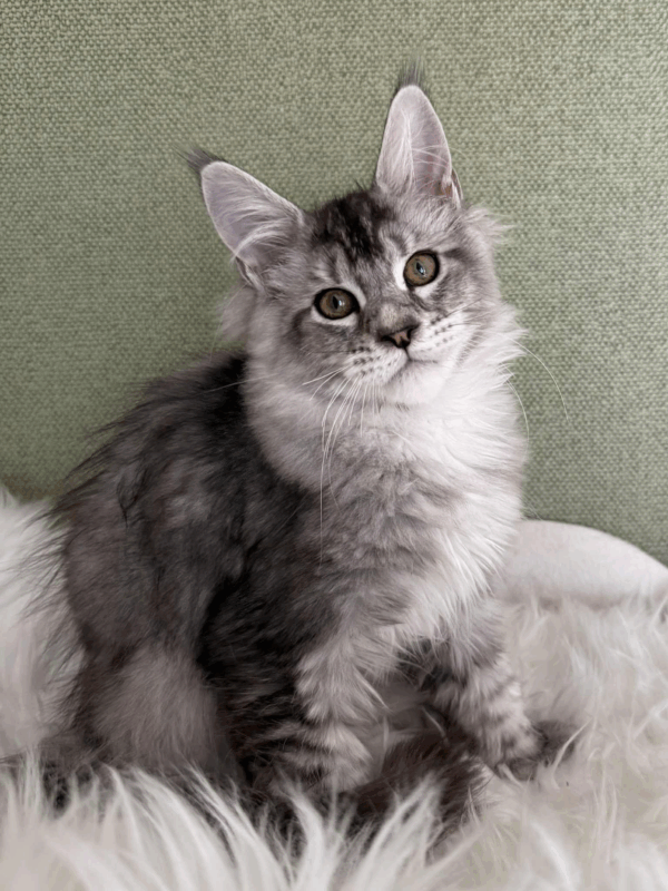 Nafaniel-Male - Image 18