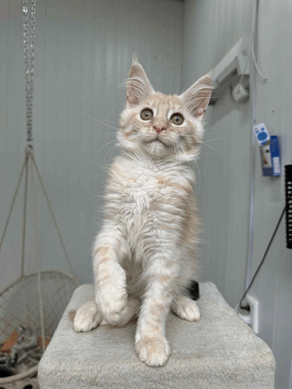 Leo-Male - Image 2