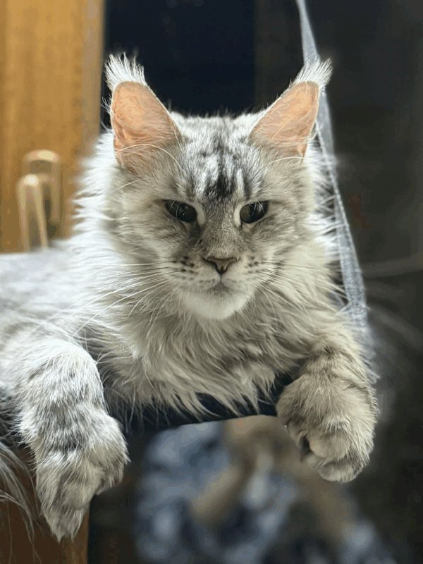 Nafaniel-Male - Image 19