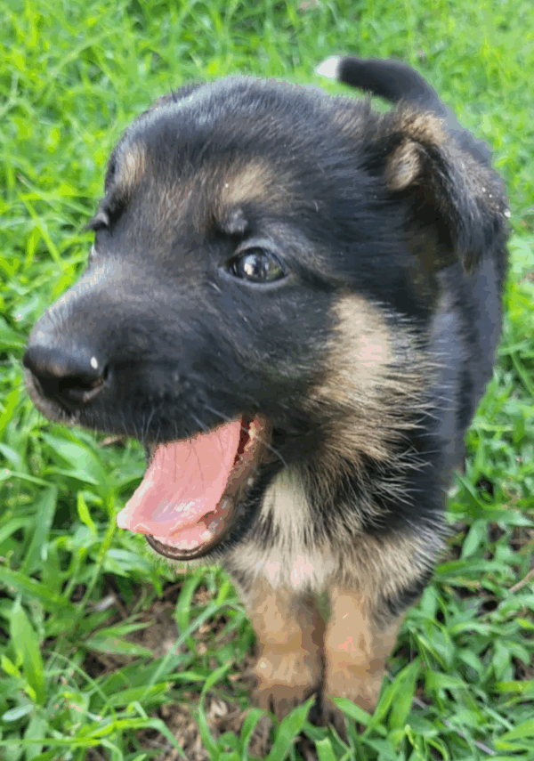 Penny-Male - Image 6