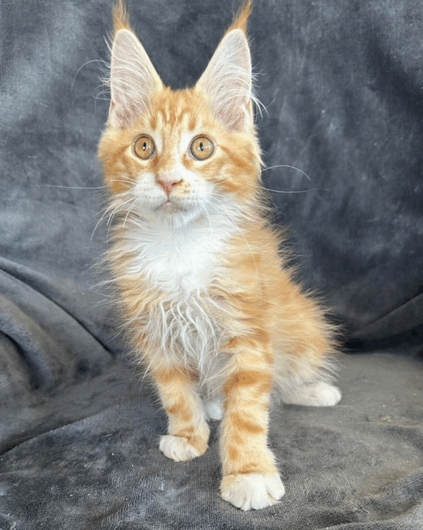 Calvin-Male - Image 6