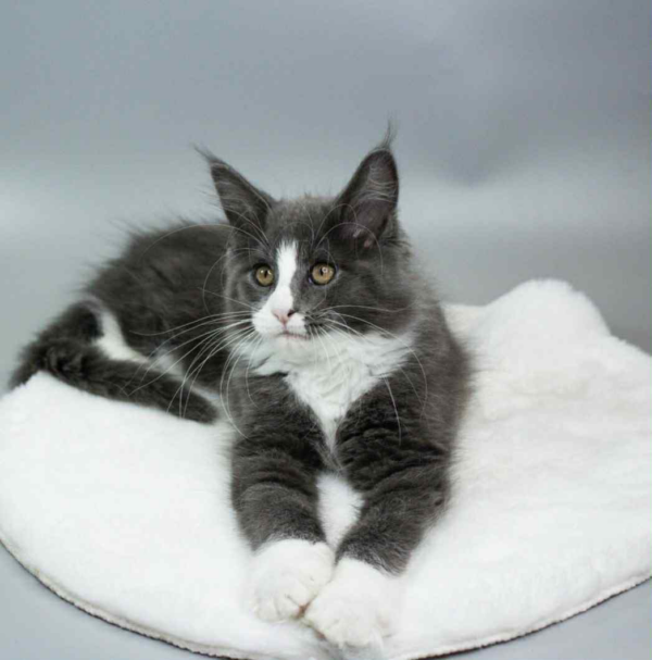 Klaus-Male - Image 6