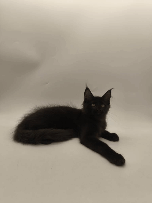 Lucky-Male - Image 6
