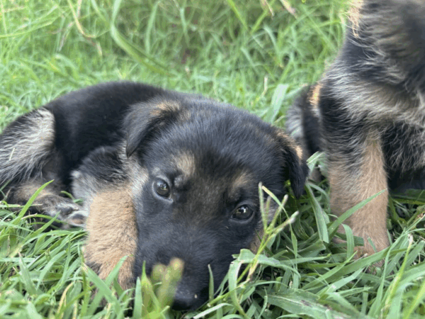 Penny-Male - Image 10