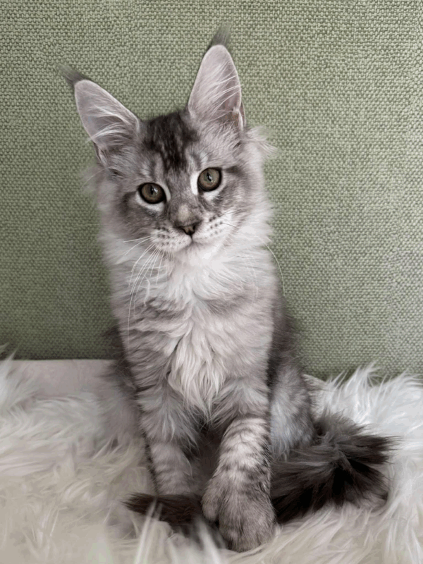 Nafaniel-Male - Image 13