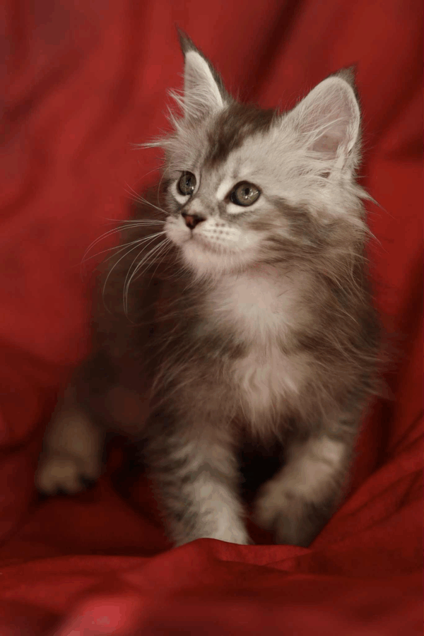 Nafaniel-Male - Image 9