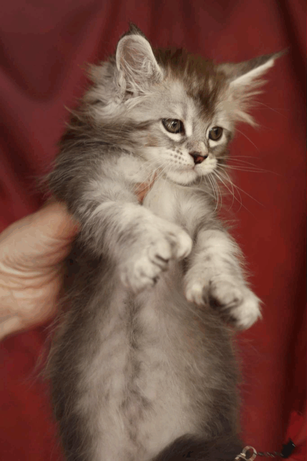 Nafaniel-Male - Image 7