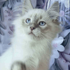 Maylo-Male