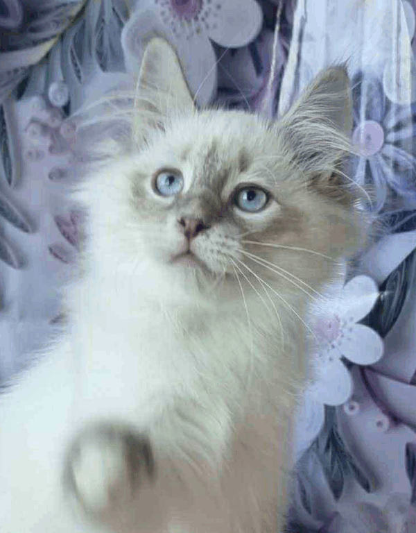 Maylo-Male