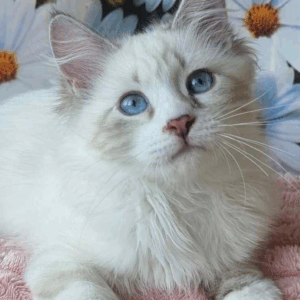 Mayson-Male