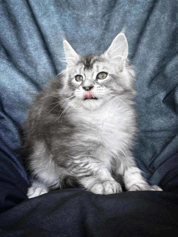 Nafaniel-Male - Image 18