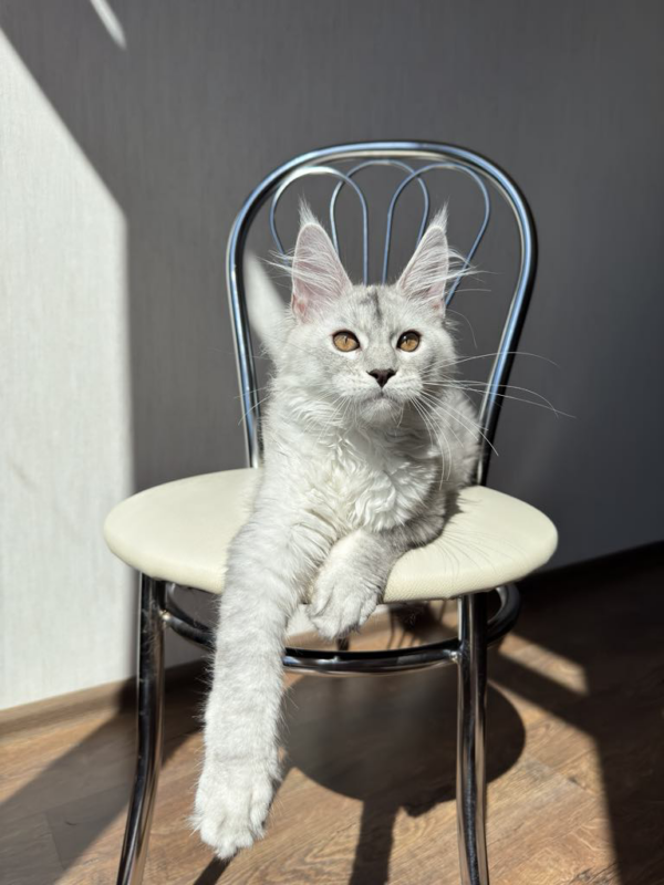 Angel-Male - Image 11
