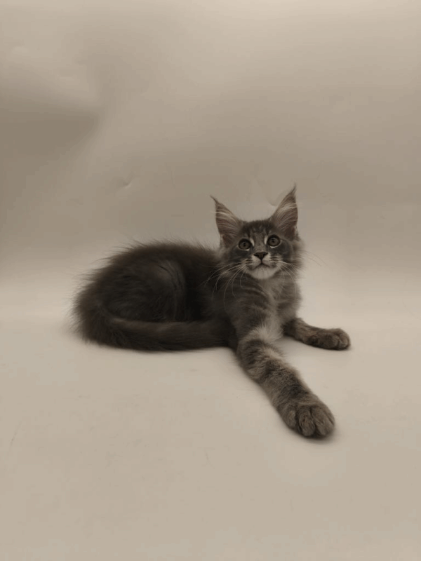 Leroy-Male - Image 4