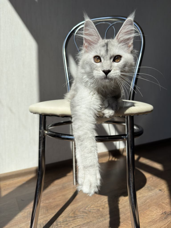 Angel-Male - Image 8