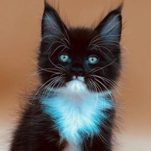 Comet-Male