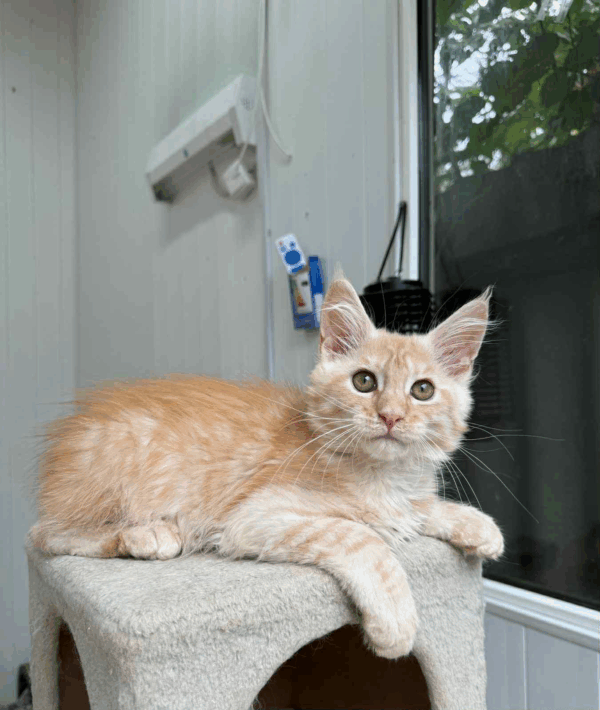 Leo-Male - Image 3