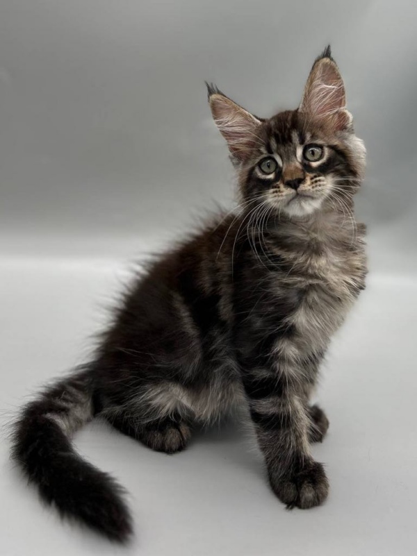 Cody-Male - Image 5