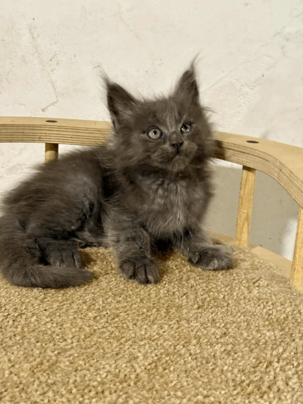 Tyson-Male - Image 4