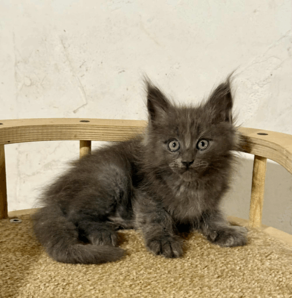 Tyson-Male - Image 5