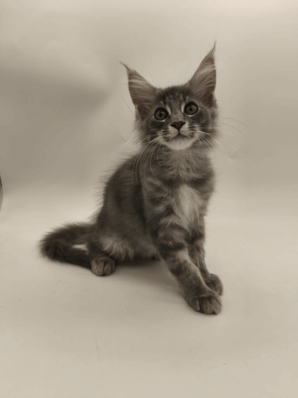 Leroy-Male - Image 3