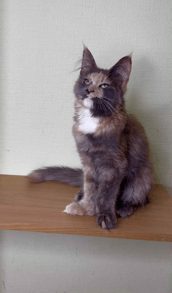 Mira-Female - Image 6
