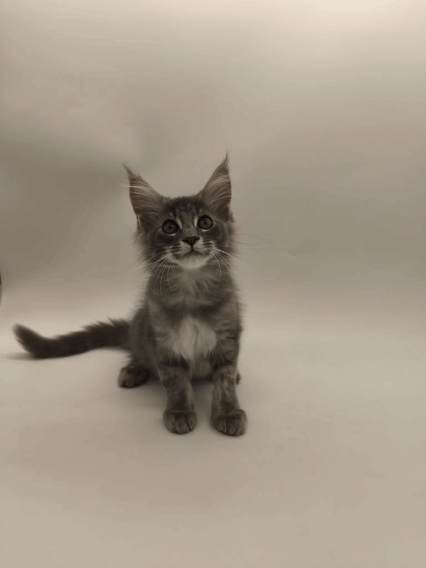 Leroy-Male - Image 9