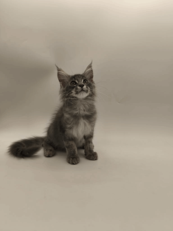 Leroy-Male - Image 8