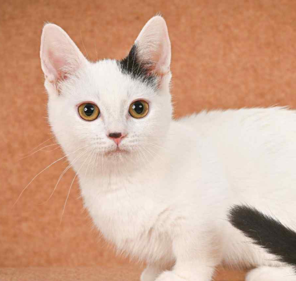 Bubochka-Male