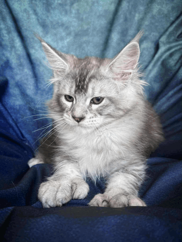 Nafaniel-Male - Image 16