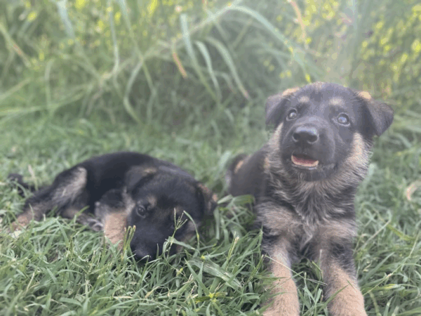 Penny-Male - Image 11
