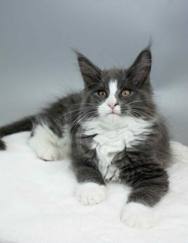 Klaus-Male - Image 10