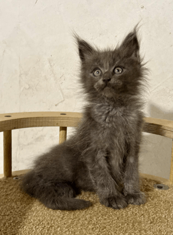 Tyson-Male - Image 2