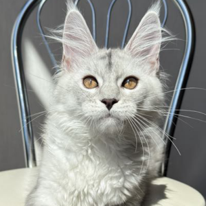 Angel-Male