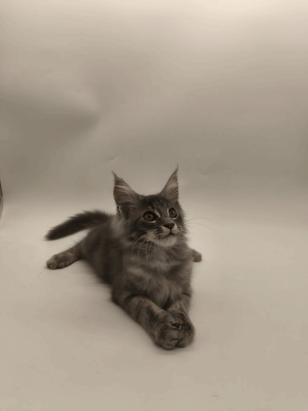 Leroy-Male - Image 11
