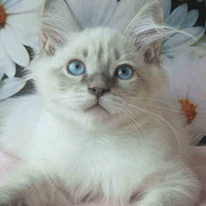 Nestor-Male
