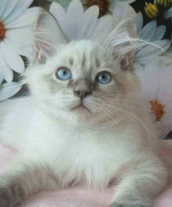 Nestor-Male