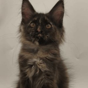 Linda-Female