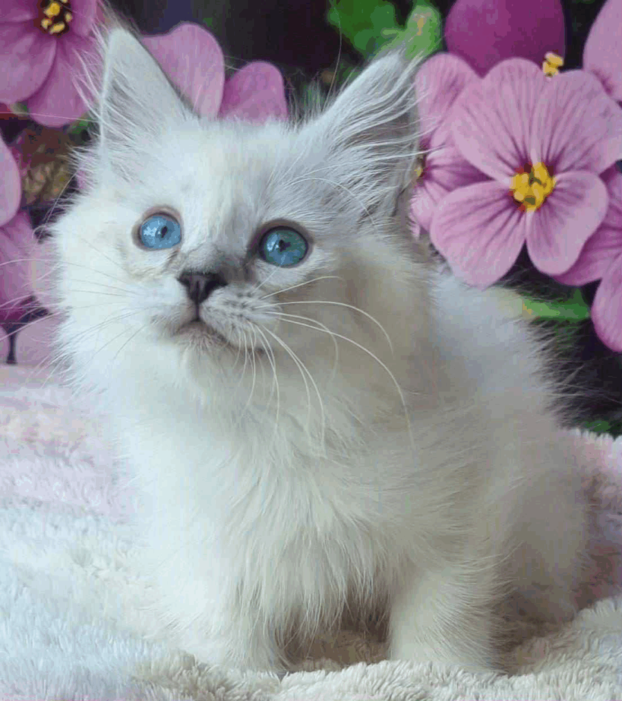 Siberian Kitten for sale